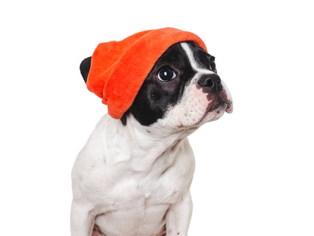 Cute puppy and a red knitted hat