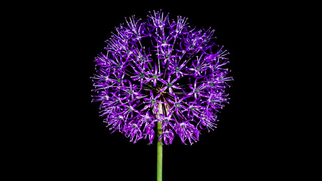 Time Lapse of Blooming Big Violet Allium Christophii Flower Isolated on Black Background. Time-lapse of Cultivated Decorative Garlic Flower Bloom Side view, Close up Opening Onion Head Bud