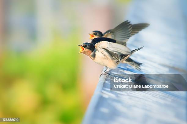 있습니다 젊은 절벽 스왈 로스 부모 먹이기 수 있습니다 Cliff Swallow에 대한 스톡 사진 및 기타 이미지 - Cliff Swallow, 새, 우짖는 소리