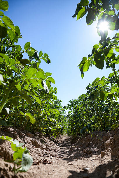 istock Trench of potato 175586175