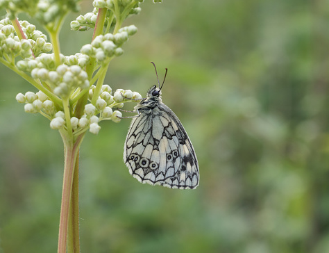 The Marbled White is a distinctive and attractive black and white butterfly, unlikely to be mistaken for any other species.
