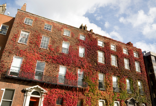 Ivy covered georgian style building in Dublin