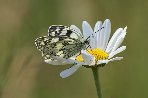 Common Commander butterfly feeding on Mikania micrantha Kunth (Mile-a-minute Weed). Butterfly feeding on weeds.