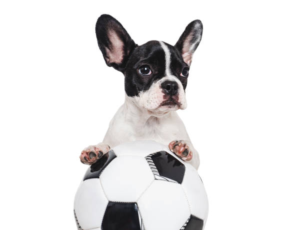 istock Lovable puppy and soccer ball. Isolated background 1755864565