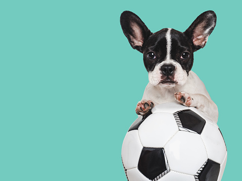 Lovable puppy and soccer ball. Isolated background. Close-up, indoors. Studio shot. Concept of care, education, obedience training and raising pet