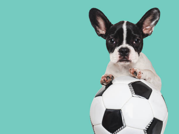 Lovable puppy and soccer ball. Isolated background Lovable puppy and soccer ball. Isolated background. Close-up, indoors. Studio shot. Concept of care, education, obedience training and raising pet international team soccer stock pictures, royalty-free photos & images