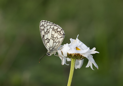 The Marbled White is a distinctive and attractive black and white butterfly, unlikely to be mistaken for any other species.