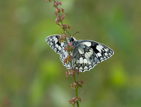 The Marbled White is a distinctive and attractive black and white butterfly, unlikely to be mistaken for any other species.