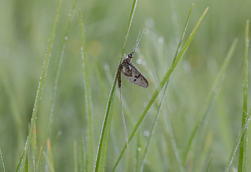 A low angled view of a Mayfly resting in the grass with early morning dewdrops