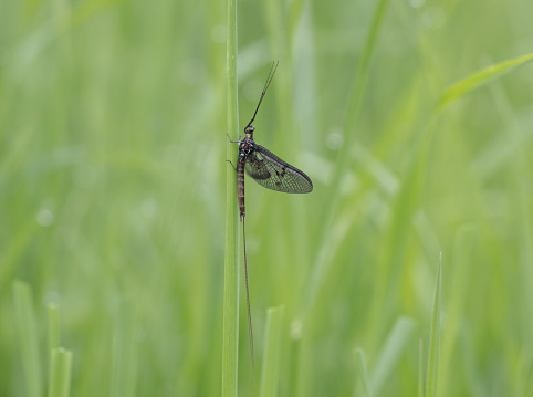 A low angled view of a Mayfly resting in the grass with early morning dewdrops