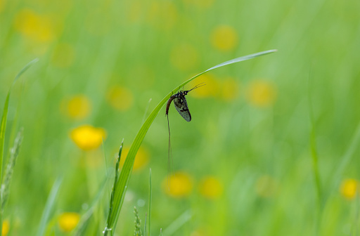 An image of a Mayfly resting on a blade of grass with wild buttercups in the background