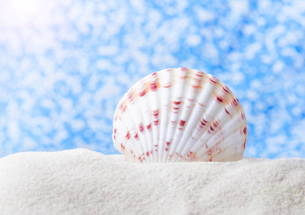 Large beautiful sea shell with white sand on blue abstract bokeh reflex background