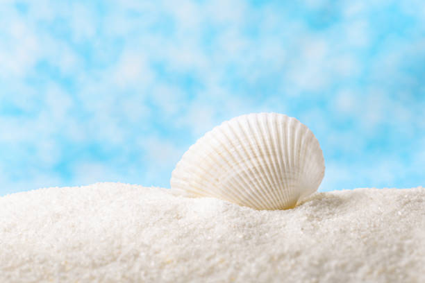 Large beautiful sea shell with white sand on blue abstract bokeh background