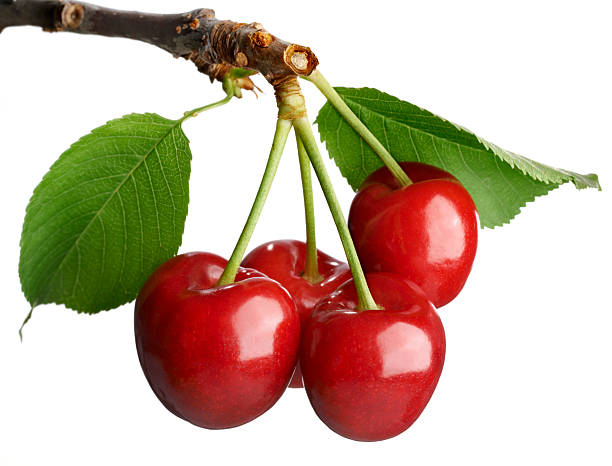 Cherries on a branch against white stock photo