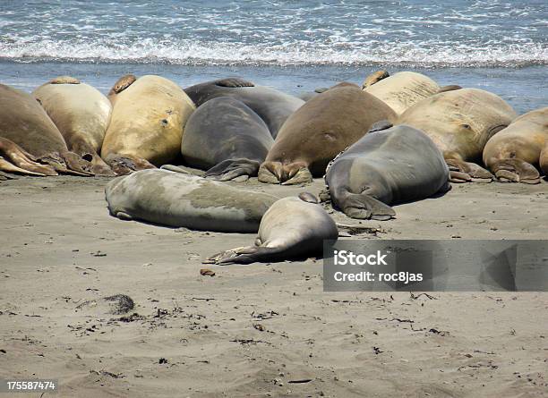 직인 라인업을 Piedras Blancas Rookery에 대한 스톡 사진 및 기타 이미지 - Piedras Blancas Rookery, 꼬리, 꼬리지느러미