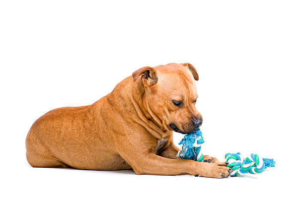 chewing it over Staffordshire bull terrier chewing on its dog toy dog-tearing stock pictures, royalty-free photos & images