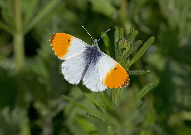 Orange-tip Butterfly (Anthocharis cardamines) An Orange-tip Butterfly resting on foliage anthocharis cardamines stock pictures, royalty-free photos & images