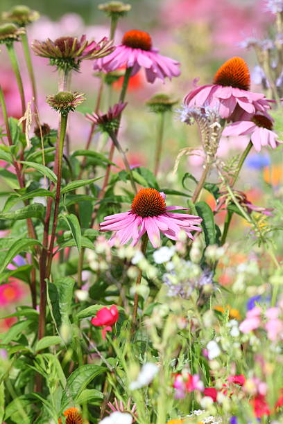 istock blooming purple coneflower Echinacea purpurea 175587531