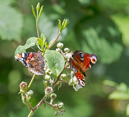 An image of a PeacockButterfly and Red Admiral Butterfly on a tree branch in sunlight