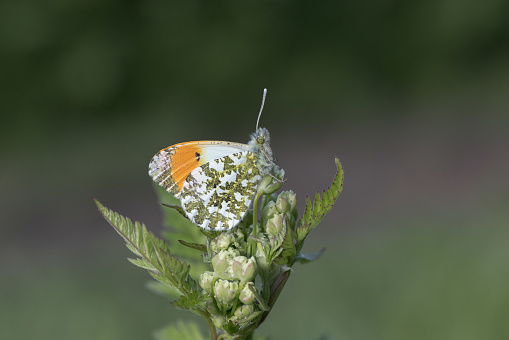 An Orange-tip Butterfly resting on foliage