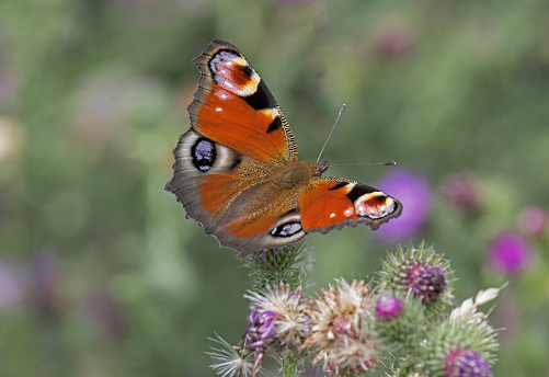 A Peacock Butterfly resting on a thistle head
