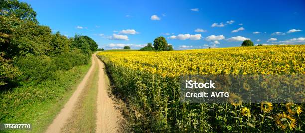 Photo libre de droit de Dusty Chemin De Terre Dans Le Champ De Tournesols Sous Le Ciel Bleu banque d'images et plus d'images libres de droit de Champ