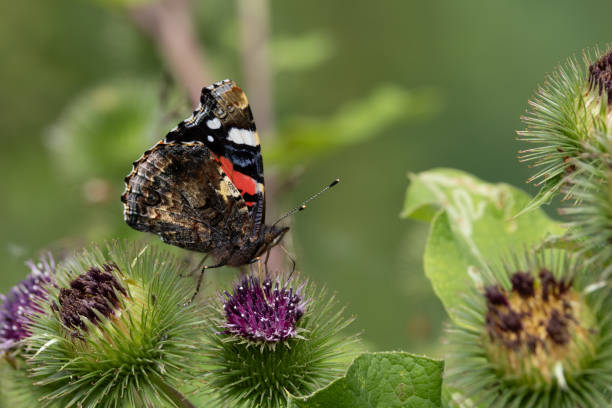 Red Admiral Butterfly (Vanessa Atalanta) An image of a Red Admiral feeding on a thistle head vanessa atalanta stock pictures, royalty-free photos & images