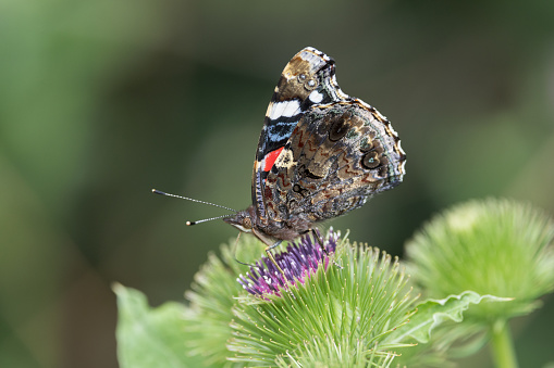 An image of a Red Admiral feeding on a thistle head