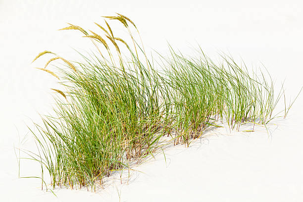 Tuft Of Grass In White Sand stock photo