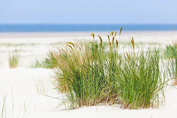 "A tuft of grass in the famous sand dunes at the North Sea in Norderney, Germany."