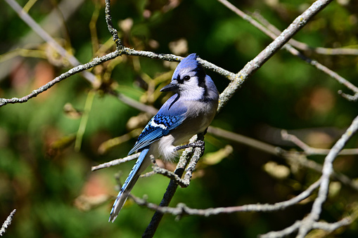 Blue Jay bird sits perched on a branch in the forest