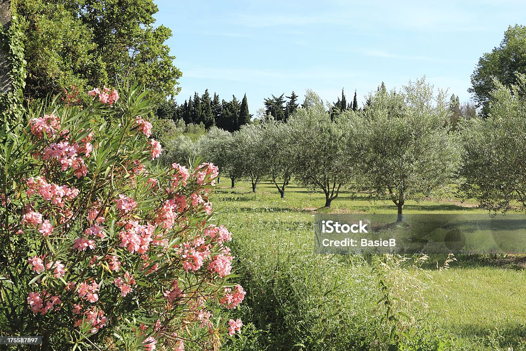 Olivenbäume und Rosa oleander - Lizenzfrei Oleander Stock-Foto