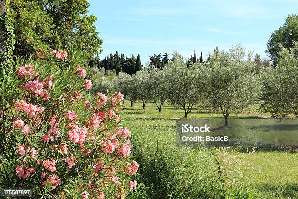 Olivenbäume Und Rosa Oleander Stockfoto und mehr Bilder von Oleander - Oleander, Baum, Blau
