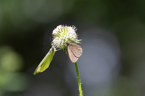 A Backlit image of a Large White & Ringlet Butterfly feeding on a thistle head