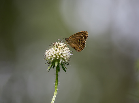 An image of a Ringlet Butterfly resting on a thistle head