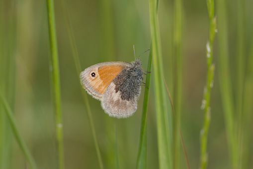 A low angled  image of a Small Heath Butterfly resting low on grass