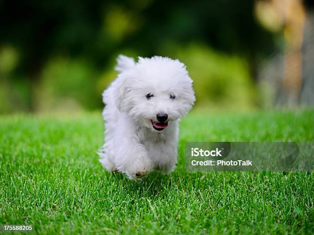 Niedlichen Kleinen Weißen Hund Kostenlose Runningxxxxxlarge Stockfoto und mehr Bilder von Gras