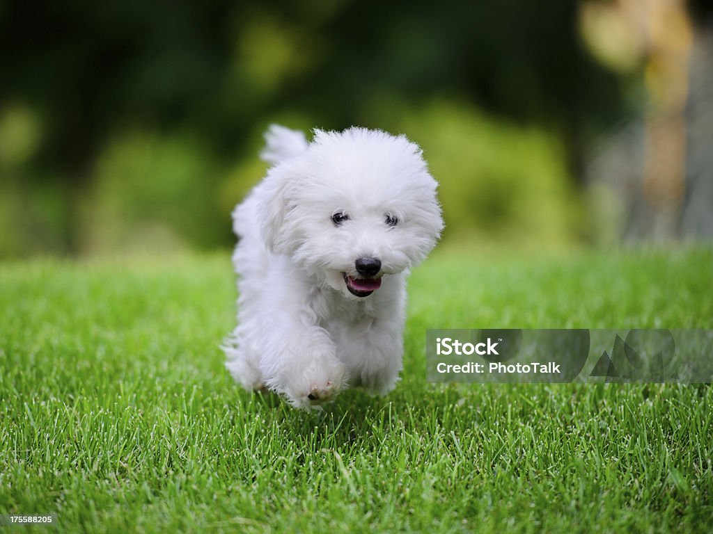 Linda Little White Dog XXXXXLarge de funcionamiento: - Foto de stock de Cachorro - Perro libre de derechos