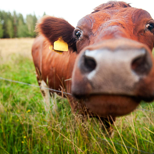 close-up di mucca - naso rosso foto e immagini stock