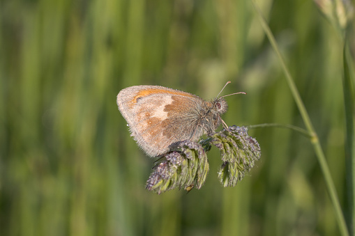 A low angled  image of a Small Heath Butterfly resting low on grass