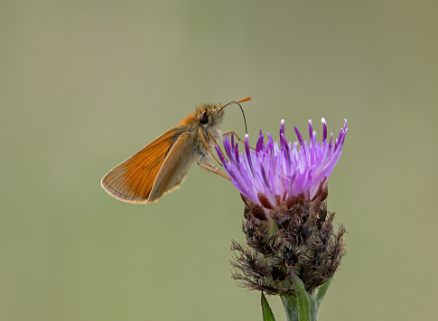 An image of a small skipper feeding on a thistle head in sunlight
