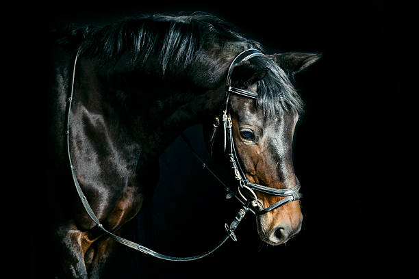 Bay Horse Portrait
