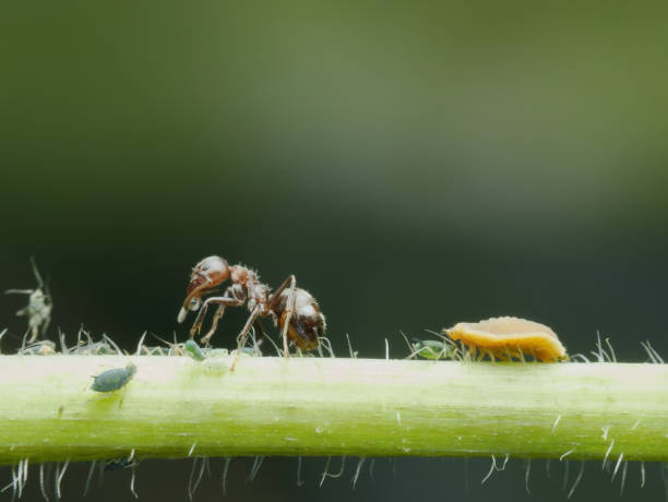 istock Black garden ant doing symbiosis with apids 1755883444