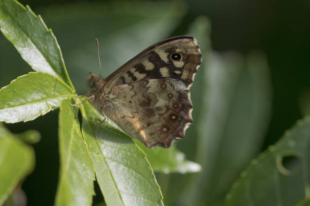 Speckled Wood Butterfly (Pararage aegeria)