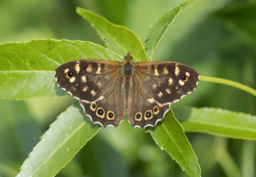 An image of a Speckled Wood butterfly resting on a leaf in sunlight.