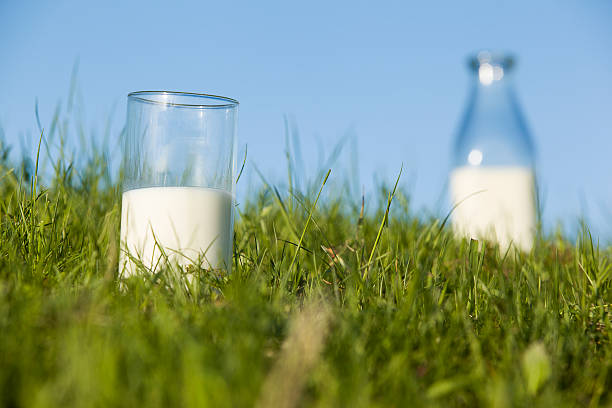 istock Glass of milk on the foreground 175588460