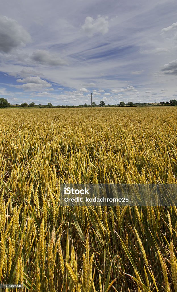 crops crops growing in a field Agricultural Field Stock Photo