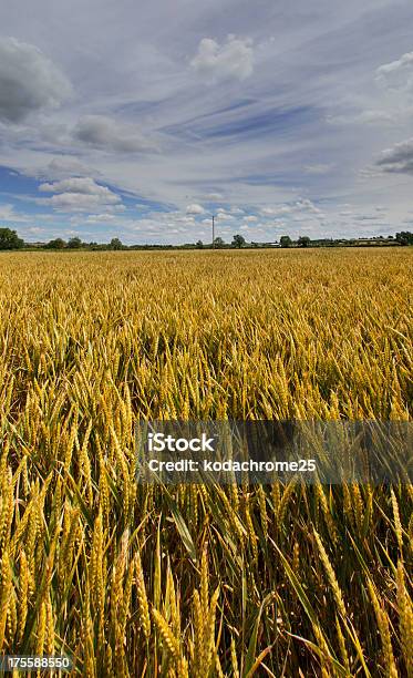 Crops Stock Photo - Download Image Now - Agricultural Field, Agriculture, Bread