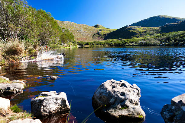 istock Dog splashing thorugh the water 175588580