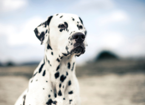 A front view, close-up portrait of a female, Dalmatian dog lying on her bed.